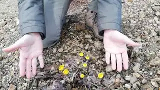 Découverte du Tussilage en fleurs par Hildegarde et Liliths.