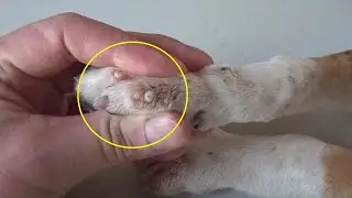 When the veterinarians saw this puppy, they were speechless, they had to act quickly!