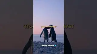 А вы знали, что у пингвинов есть удивительная романтическая сторона?❤