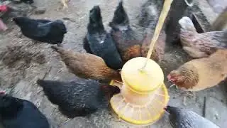 На хозяйстве//воюю с телёнком отучаю от соски//Пришли морозы🥶