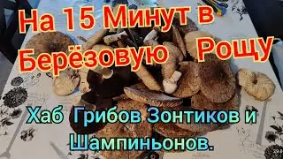 ПОСМОТРЕЛ НАЛИЧИЕ ГРИБОВ В БЕРЁЗОВОЙ РОЩЕ. РЕЗУЛЬТАТОМ ДОВОЛЕН ВЗЯЛ ПОЛЕВЫХ ШАМПИНЬОНОВ И ЗОНТИКОВ.