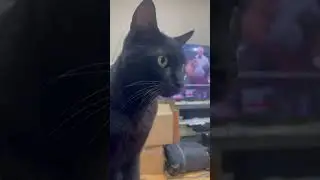 Black cat SEVO is asking to go out from Armen