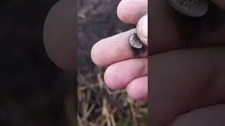опять чешуйку выкопал 