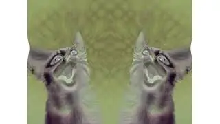 Preview 2 Numa Cat Effects 3 Combined In Blind