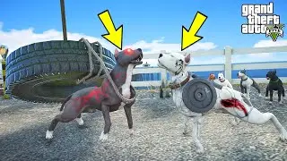 KASLI YAVRU PİTBULL ABİSİ MİKE'LA DÖVÜŞÜYOR!(KÖTÜ SON!) - GTA 5