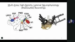 2024 TSC PLENARY 4 - CORTICAL OSCILLATIONS, WAVES & CONSCIOUSNESS 2