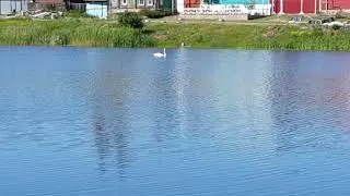 Лебедь плывёт