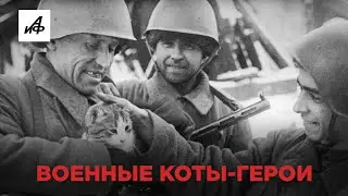 Героическая морда: истории о котах времён ВОВ