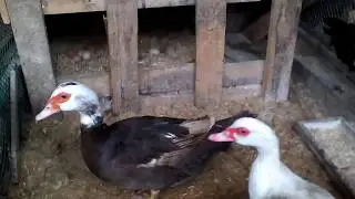 ИНДОУТКИ/ЧТО ПЛАНИРУЮ КУПИТЬ/КУРЫ НЕСУШКИ ЛОМАН БРАУН.