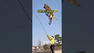Other Dogs 😎👍 vs My Dog ✨😭