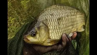 КАРАСЬ НА КУКУ.