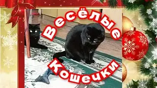 веселые кошечки.