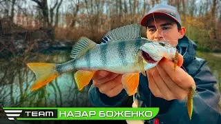 Як ловити пасивного окуня взимку? Рибалка по холодній воді