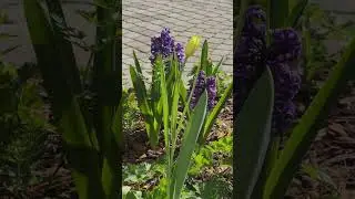 Цветочные ноты 