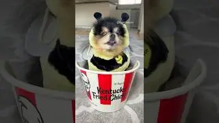 Cute Pomeranian Dresses as A Bumble Bee 🐝 