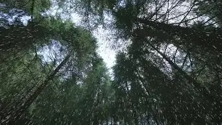 Green Screen RainFall || Raining Green Screen || Green Screen Effects || VFX 3D Animation || 3ds Max