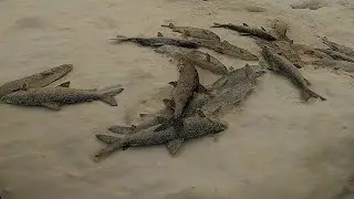 РЫБАЛКА НА СИГА, НАЛИМА. СУПЕР КЛЁВ. ЕЩЁ БОЛЬШЕ КУЧА РЫБЫ.