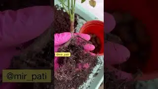 Комнатная Роза