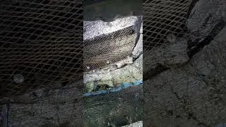защита авто от крыс