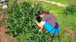Облагораживаем участок, пришло время цветов