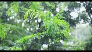 fujifilm xt3 cinematic video 1080-60p || fuji xt3