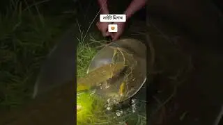 fishing#viralvideo #trending #shorts #foryou