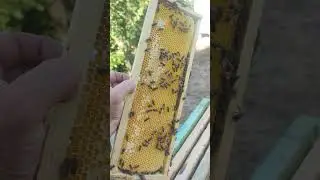 Чёрт знает что за пчёлы НАЧАЛИ ЗАЛИВАТЬ КОРПУСА МЁДОМ даю новые корпуса СКОЛЬКО МЁДА В КОРПУСАХ ☝️🐝🐝