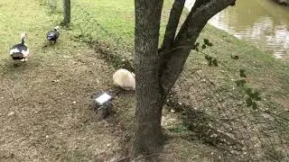 Patos e Gansos