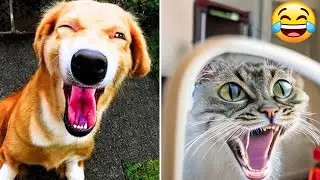 Funny Animal Videos 2023 - Comedy Voiceover! 