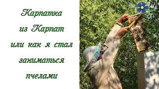 Карпатка из Карпат или как я начал заниматься пчелами