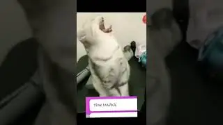 жаба против кота 😅😅