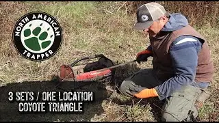 THE TRIANGLE  / 3 COYOTE SETS / ONE LOCATION ~ North American Trapper