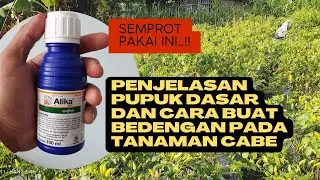 Penjelasan Pupuk Dasar Tanaman Cabe Dan Ukuran Bedengan | Tanaman Cabe Tumbuh Sunur | @kendeltani