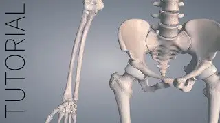 Home and Reset - Essential Anatomy 5 Tutorial