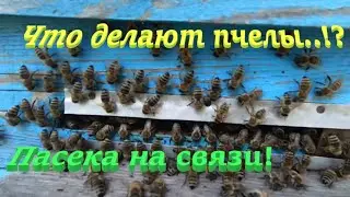 ✅ Пчелы шлишуют прилетки! Что они делают..!? #ПЧЕЛОВОДСТВО4