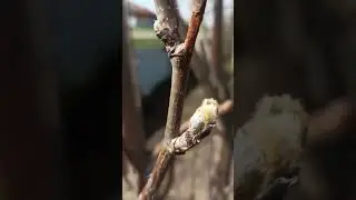 Это весна.