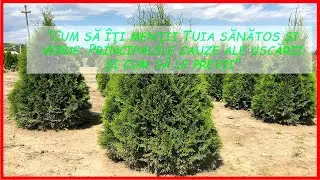 Cum să îți menții TUIA sănătos și verde: Principalele cauze ale uscării și cum să le previi