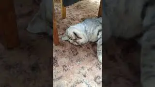 Ни в коем случае не смотри это видео ☠️  #новая  #новинка