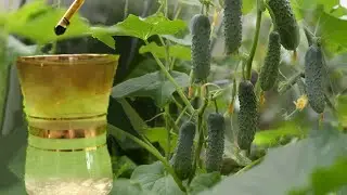 Хотите много огурцов? 1 капля на литр воды. Огурцы урожай ..