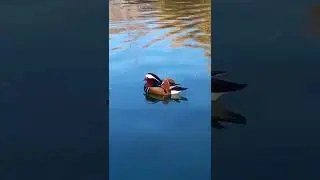 Симферополь птицы Крыма