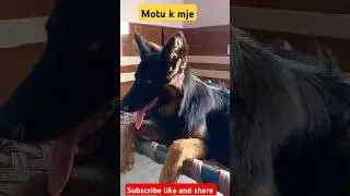 German shepherd dog 🐕#shorts #trending #shortvideo #animals #dog #shortsfeed #ytshorts #subscribe