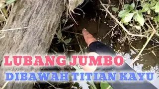 Lubang belut jumbo dibawah titian kayu 