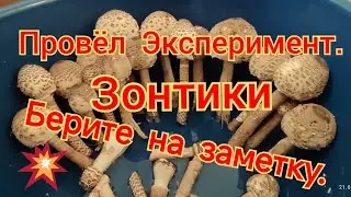 ЛАЙФХАК ДЛЯ ЛЮБИТЕЛЕЙ ЗОНТИКОВ. РОСТУТ В ДОМАШНИХ УСЛОВИЯХ. БЕРИ НА ЗАМЕТКУ.