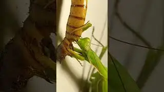 Ukrainian Mantis is Strong & Predaceous. 02.September.2022. Kyiv, Ukraine.