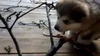 Пухлый Зевсик атакует из кустов