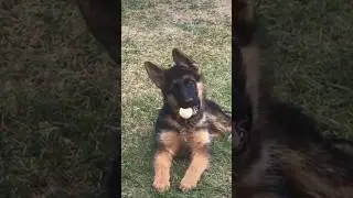 #немецкаяовчарка