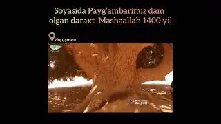 PAYG‘AMBARIMIZ DAM OLGAN DARAXT HALIYAM YASHNAB TURIBDI