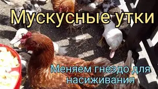 Индоутки.  Можно ли перенести гнездо Утки. Сколько у утки Яйцекладок в Год.