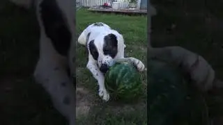 Бугай Алабай ЛЯЛЯ