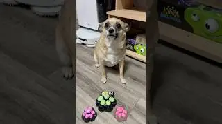 СОБАКА И ТРИ ТАБАЛАПКИ😱